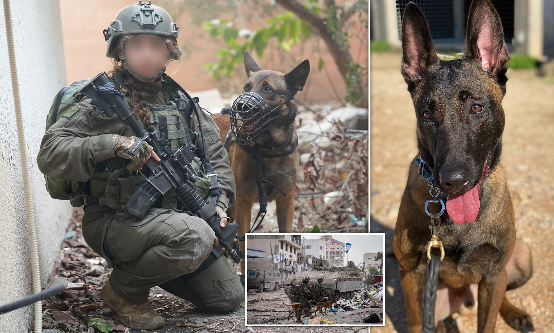 Israeli Dogs Of War From IDF Canine Unit Awarded Honours In Recognition ...