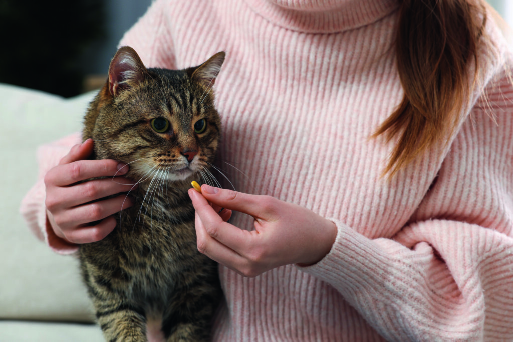 ipertiroidismo del gatto: cause, sintomi, cura e prevenzione