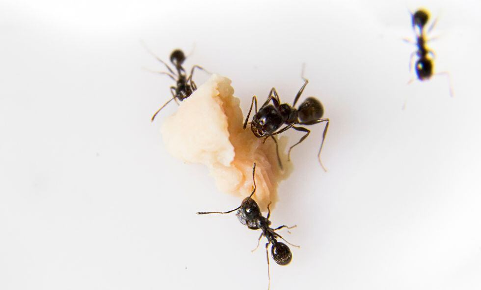 ¿cómo preparar un cebo casero para atrapar hormigas?