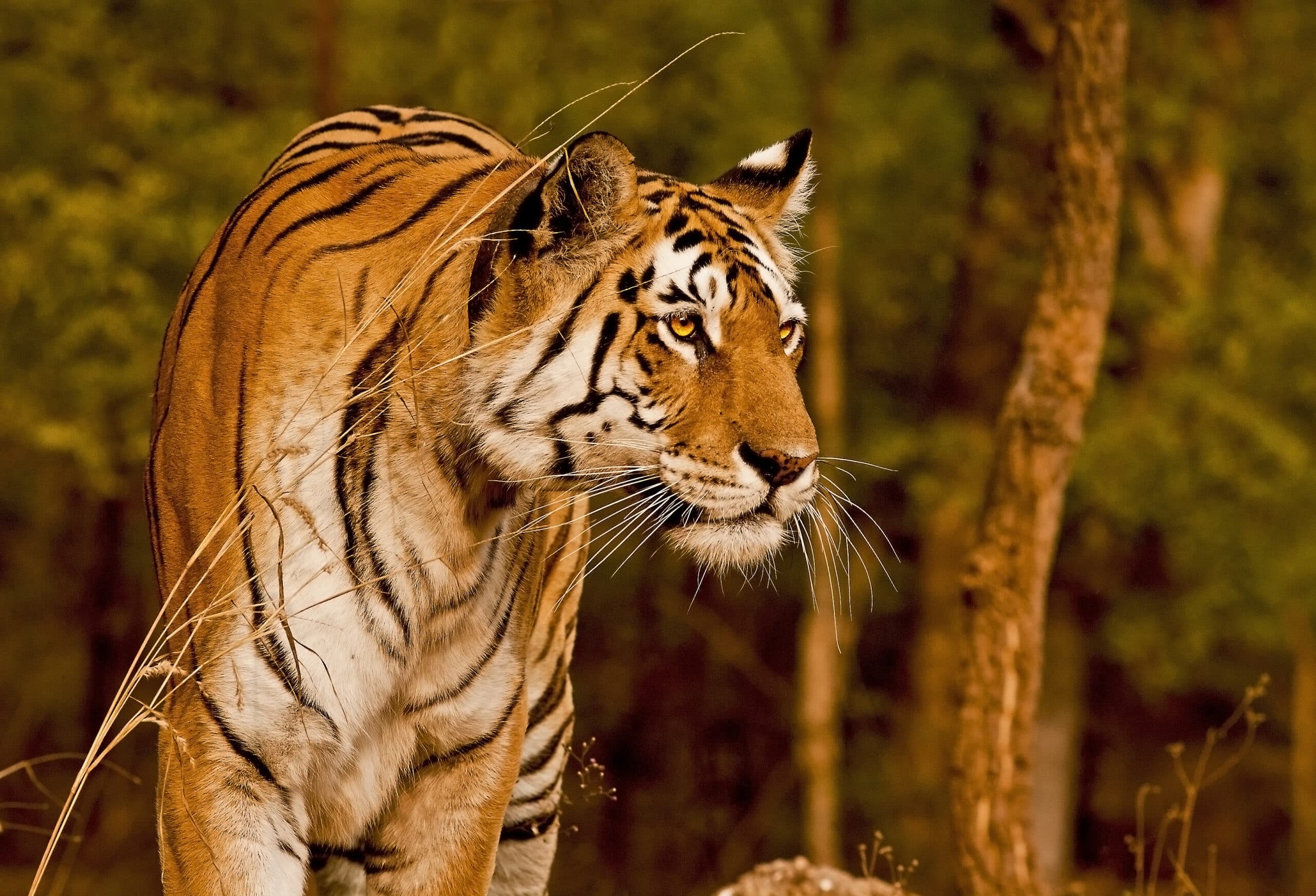 best tiger safari in india