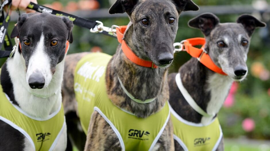 coalition for the protection of greyhounds calls for end to taxpayer funding after recent deaths