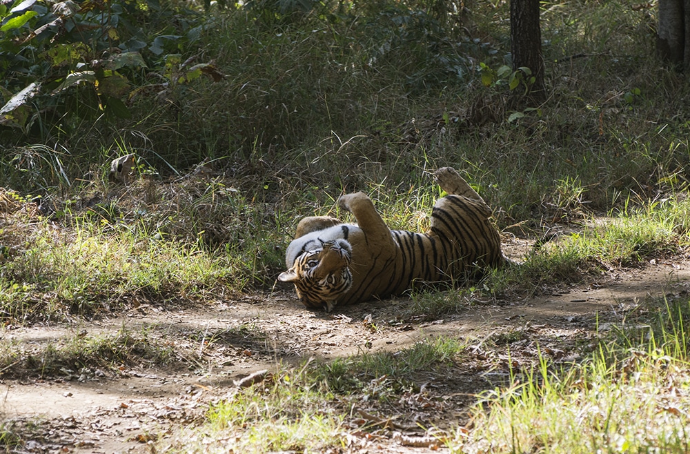 <ul>   <li><a href="https://www.satpura-national-park.com/">Satpura National Park Tours</a></li>   <li><a href="https://www.pugdundeesafaris.com/tiger-reserve-tour">Pugdun Safaris</a></li>  </ul> <p><strong>Tiger Safari Operators: </strong></p> <p><strong>How to get there:</strong> The Satpura Tiger Reserve, also known as Satpura National Park, is located in the Indian district of Hoshangabad in Madhya Pradesh. </p> <p>This is a different kind of tiger sanctuary with many differences in altitude and gorgeous greenery, reminiscent of Robert Frost’s beautiful forests. There is a lot of wildlife here. It is undoubtedly an underestimated but wonderful place worth visiting. The drive to the place itself through the mountains is amazingly scenic.</p> <p>Even though the chances of tiger sightings in Satpura Tiger Reserve are not the highest, the park offers walking safaris, a unique way to experience wildlife. </p> <p>Saptura Tiger Reserve is a wonderful place in Madhya Pradesh. However, it is doubtful to see Tiger because there are only 50 tigers in the 1200 sq km National Park. </p>