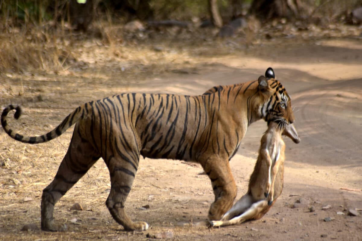 <p>Those who want to see a tiger in Ranthambhore with some certainty should have at least 2 days. Nevertheless, some luck belongs to it to get one of the striped big cats to face. It is an enormously exciting experience!</p> <p>The area is known for its Bengal tigers, which are not very shy and can be easily observed even during the day. Furthermore, it is one of the most western occurrences of the striped big cat at.</p> <p>The Ranthambhore Tiger Reserve is one of 53 tiger reserves in India. The reserve includes Ranthambhore National Park, Kaila Devi Game Reserve, and other small units. In total, it covers an area of 1335 km².</p>