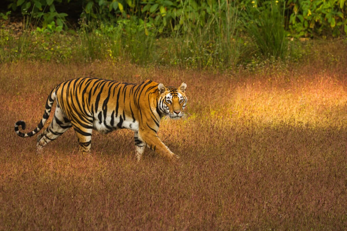 <p>India offers one of the best Tiger spotting opportunities in the world, with over 50 Tier resorts called the "Tiger State." </p> <p>India is home to seventy percent of the world’s tiger population, with the Bengal tiger population at 2226 during the last census in 2014. The state of Madhya Pradesh is India’s Tiger State; it is located a few hours south of Deli. </p>