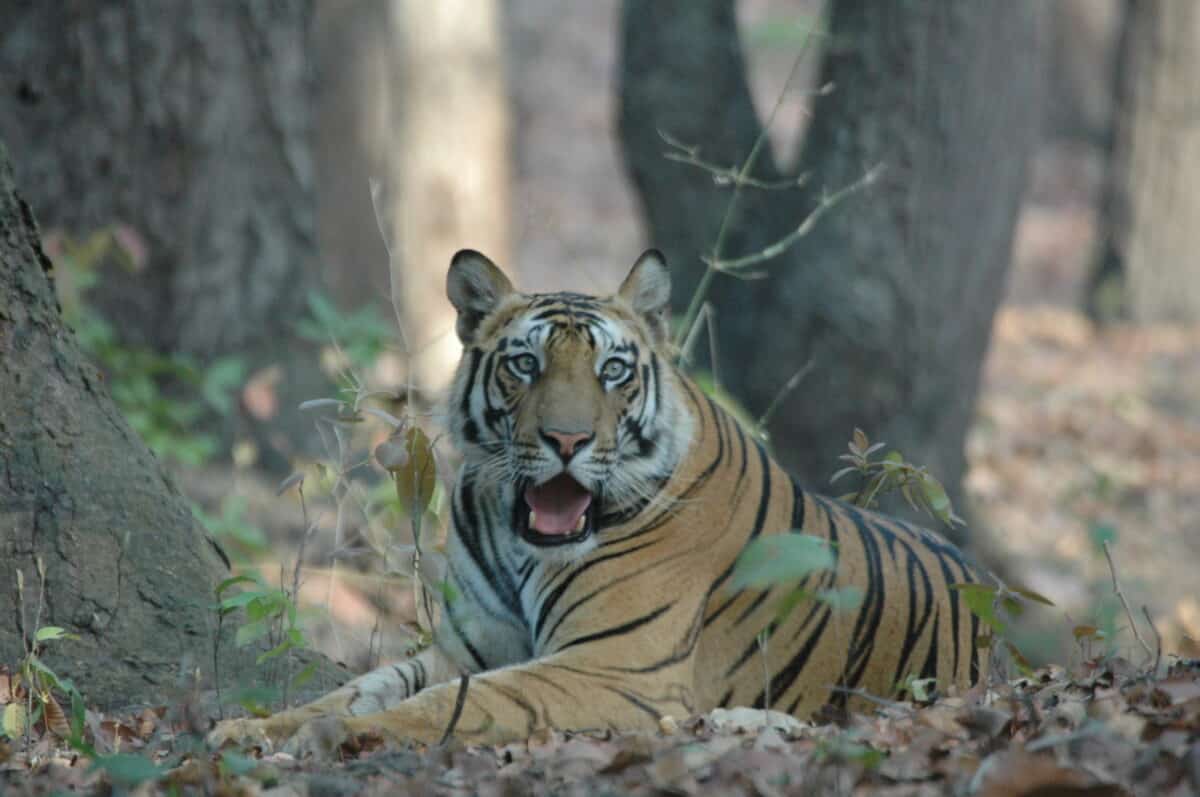 <ul>   <li><a href="https://www.bandhavgarh-national-park.com/tiger-special-tour.html">Bandhavgarh National Park Tours</a></li>   <li><a href="https://www.tourindiawithdriver.com/de/IndiaDestinations164/Bandhavgarh-Nationalpark">Driver Tours India</a></li>   <li><a href="https://naturesafariindia.com/">Nature Safari India</a></li>  </ul> <p><strong>Tiger Safari Operators: </strong></p> <p><strong>How to get there:</strong> Durminskoye Reserve is about two hours drive from Khabarovsk, in the Southeastern part of Russia in Khabarovsk Krai. </p> <p>To make a difference today, raise awareness for these beautiful animals and join a Tiger Safari or Tour.</p> <p>A white tiger was caught in this area in 1957, whose offspring can be seen in zoos and circuses worldwide. Other <a class="wpil_keyword_link " title="predator" href="https://www.animalsaroundtheglobe.com/top-predators-in-the-food-chain/">predator</a> species in the area include leopard, striped hyena, sloth bear, wild dog, reed cat, golden jackal, spotted musang, and Indian mongoose.</p> <p>The best-known animal species in the park is the Bengal tiger, of which almost 50 animals lived in the park in 1997. The big cats are not shy and can be observed particularly well here.</p> <p>The hilly landscape is dominated by a plateau on which once stood the fort of the Maharajas. Nearby are grasslands rich in game, originating from swamps once created to protect the fort. Some of these swamps still exist. Salt forests dominate the rest. </p> <p>The Bandhavgarh National Park is a national park in Madhya Pradesh, India. It covers an area of about 480 square kilometers and is located about 300 km south of Khajuraho in the Vindhya Mountains.  The park is considered one of the most reliable places to observe wild tigers.</p>