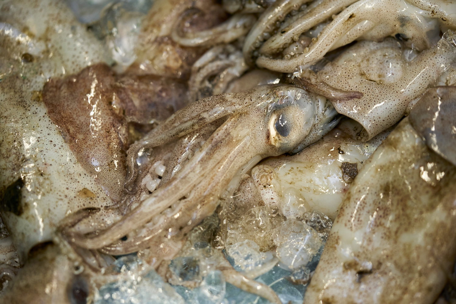 varmere havvand sender blæksprutter i danske fiskeres net
