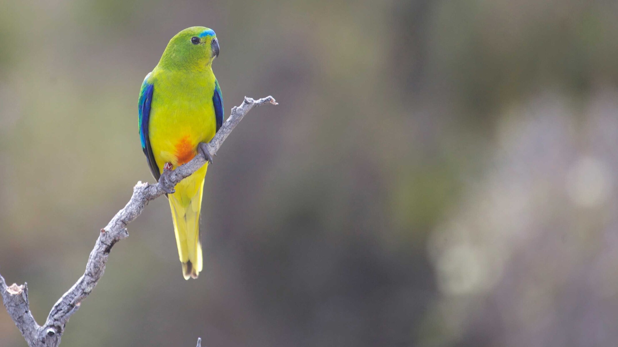 robbins island wind farm green-lit after threat to endangered orange-bellied parrot species dismissed on appeal
