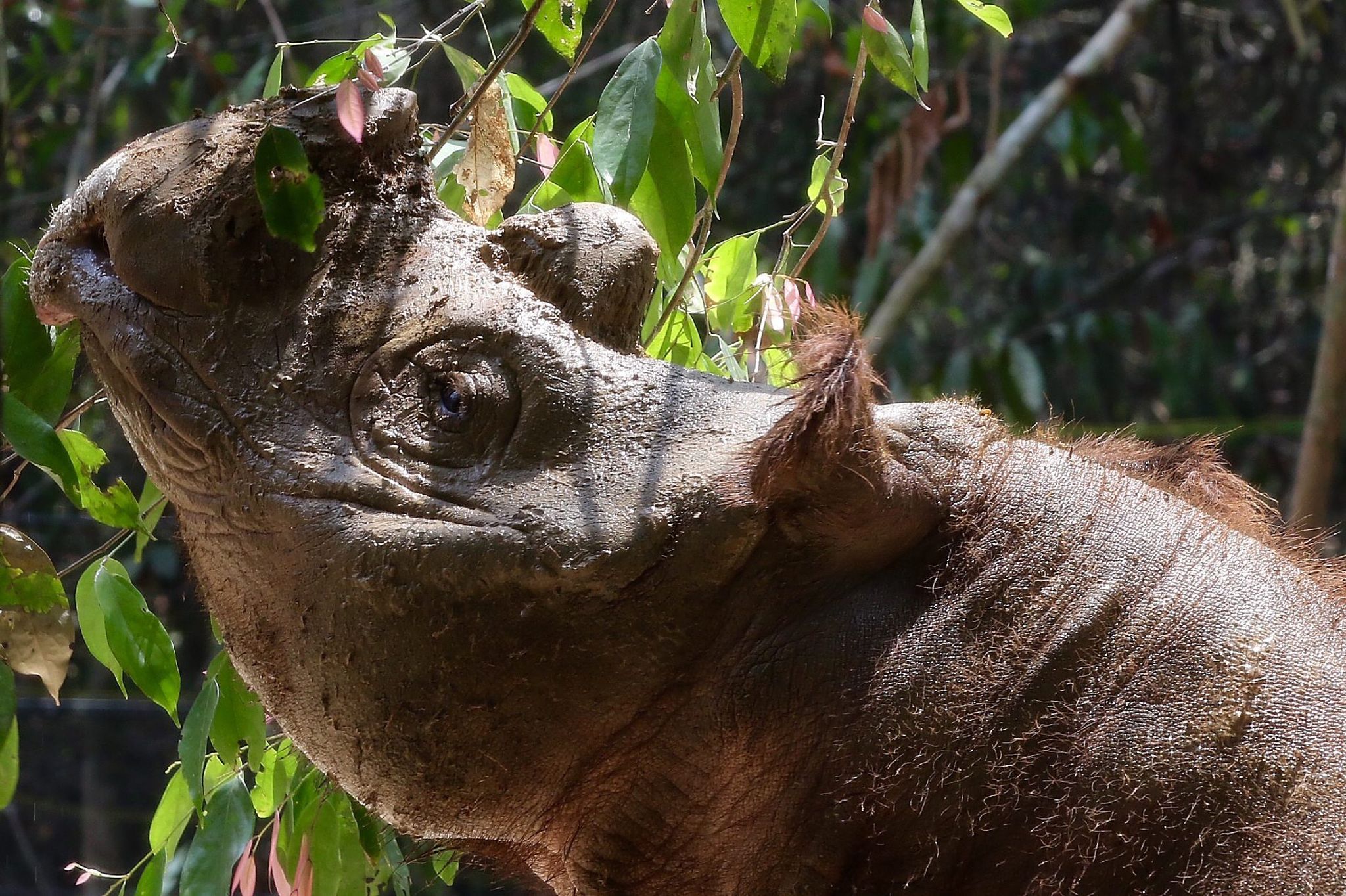 extrem seltenes sumatra-nashorn in indonesien geboren