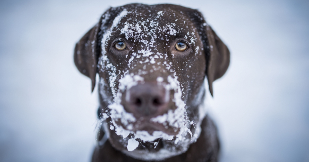 hård frost denne uge: dyrlæge giver 3 tegn på, at din hund har det for koldt