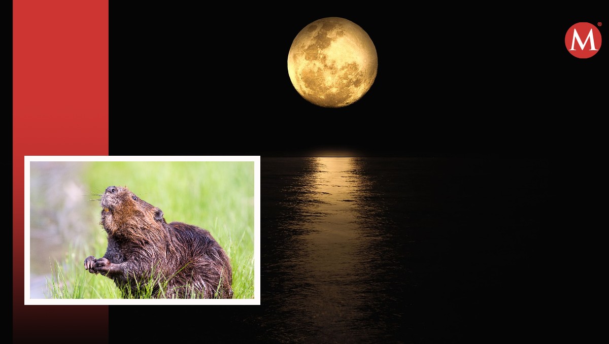 ¿Qué Es La Luna De Castor Y Cuál Es Su Significado?