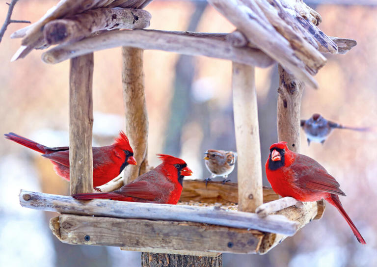 Bird feeding benefits people as much as birds