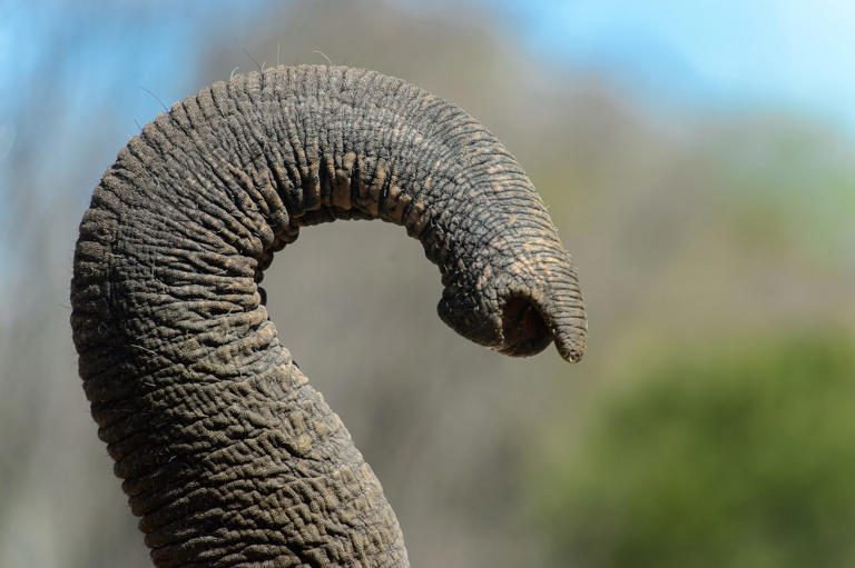 All About Elephant Trunks: Size, Uses, And How They Got Them