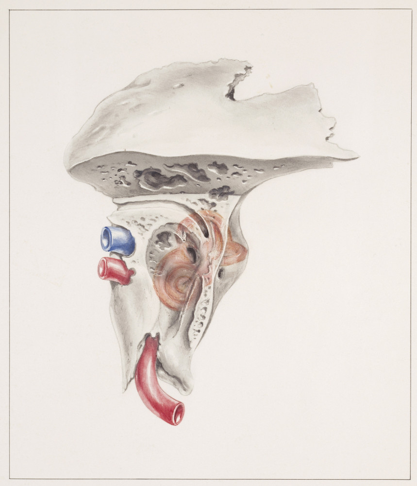 Was uns die DNA über die ersten Siedler Europas verrät