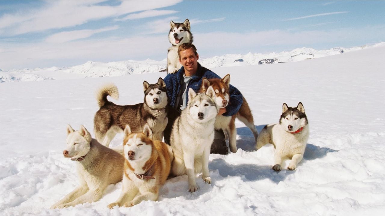 <p>One of Paul Walker’s rare non-<a href="https://wealthofgeeks.com/fast-and-furious-movies-ranked/" rel="noopener"><em>Fast and Furious</em></a> leading roles, <em>Eight Below</em> followed the story of a tenacious sleigh dog guide fighting to rescue his beloved dogs left behind in freezing Antarctic conditions.</p><p>Taking inspiration from a real-life Japanese expedition, the film gives equal footing to Walker’s guide and the titular eight dogs as they survive the snowy wilderness, imagining what the dogs endured as they struggled for months awaiting their owner’s swift return. Though the humans don’t go through the familiar winter action film beats as one would hope, the dog performers and stunt work choreographed for them more than makeup for this slight shortcoming.</p>