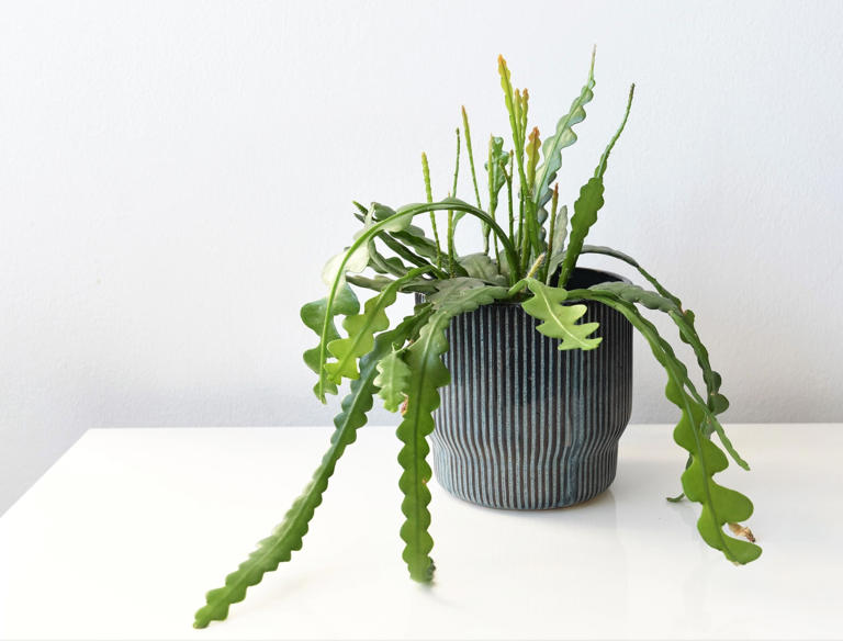 When Do Fishbone Cactus Houseplants Bloom?