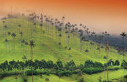 The Most Fascinating Forests In The World