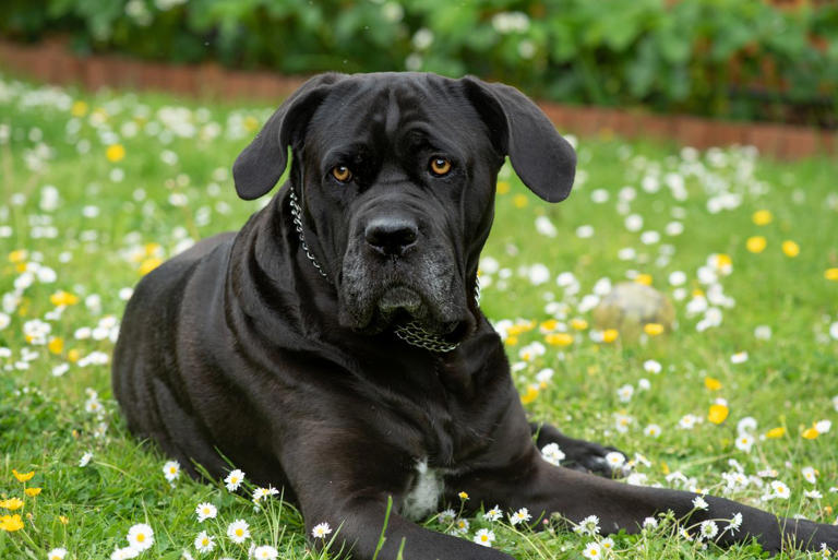 Just a Bunch of Cute Photos That Prove Large Dogs Are the Best