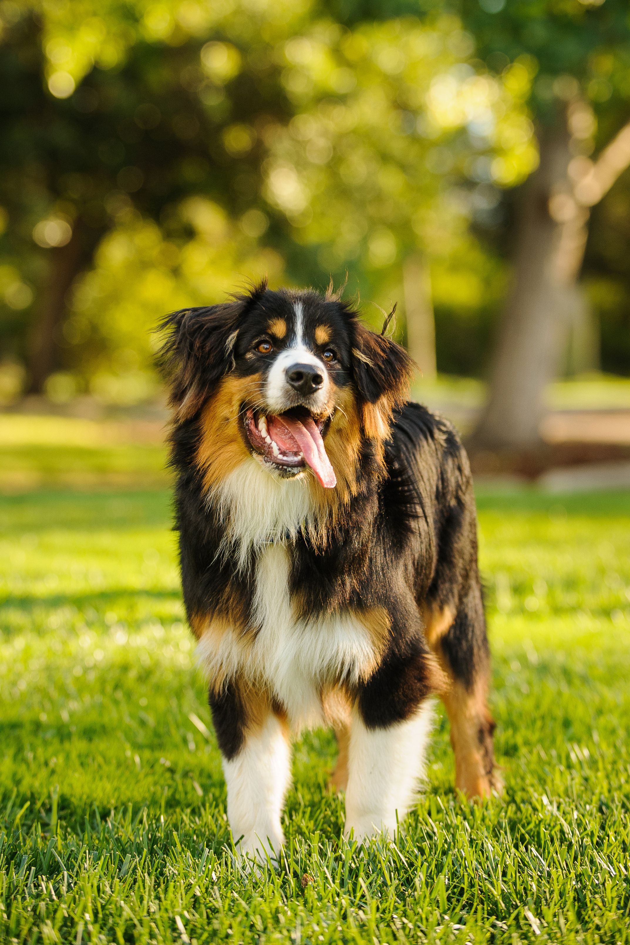 large dog eating a specially formulated diet for pancreatitis