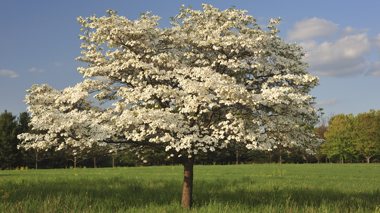 The Hidden Downside To Planting A Dogwood Tree In Your Yard   AA1l46tS.img