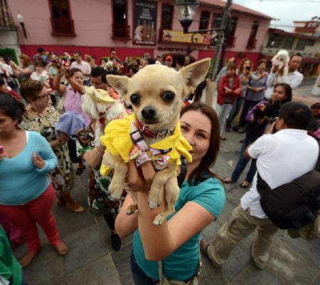 Proponen Que Los Gastos Médicos De Mascotas Sean Deducibles De Impuestos