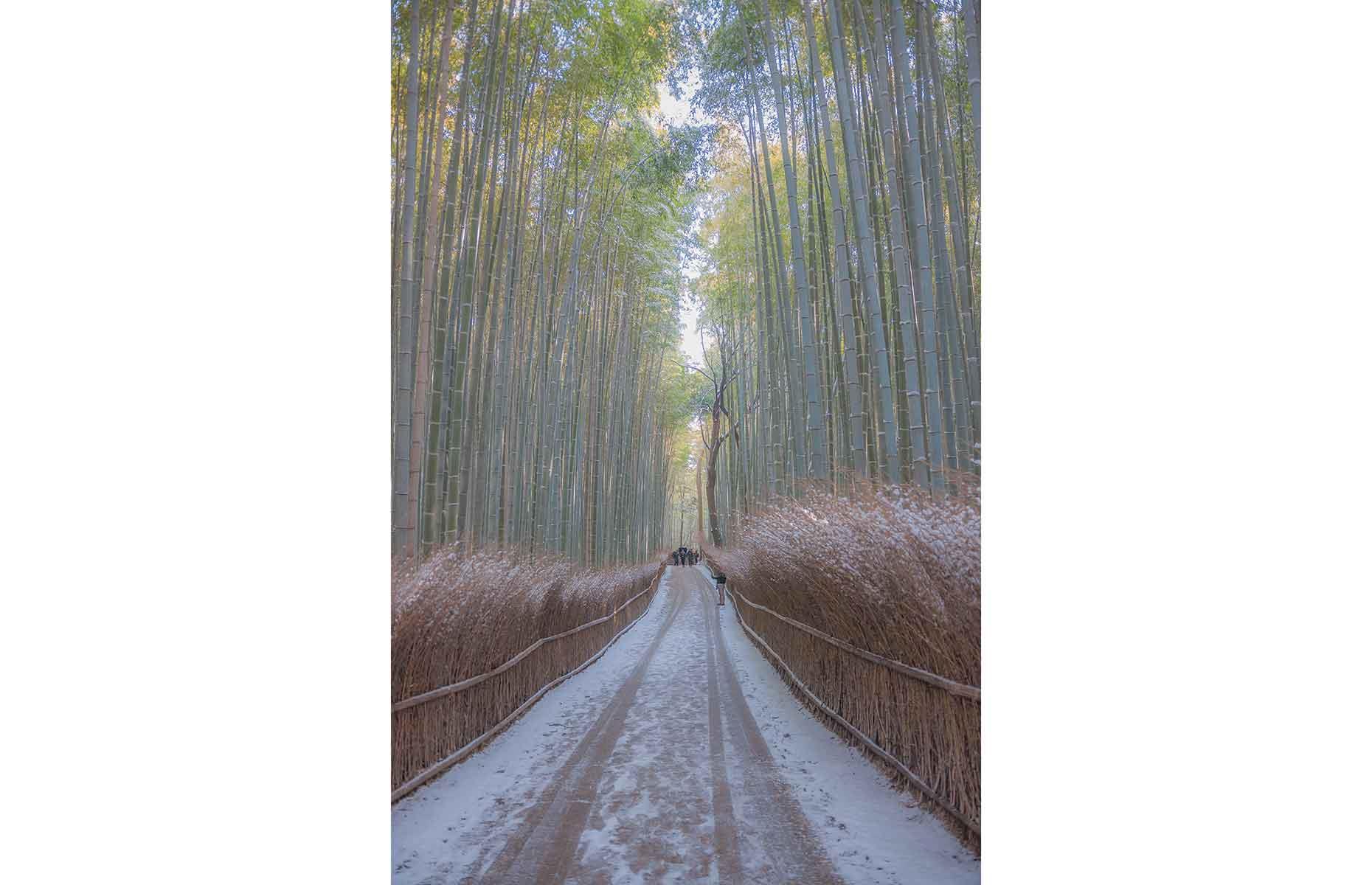the-most-fascinating-forests-in-the-world
