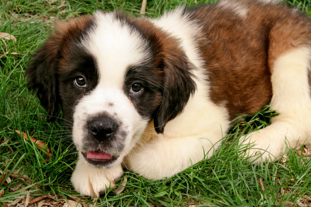 Saint Bernard Puppies: Cute Pictures and Facts