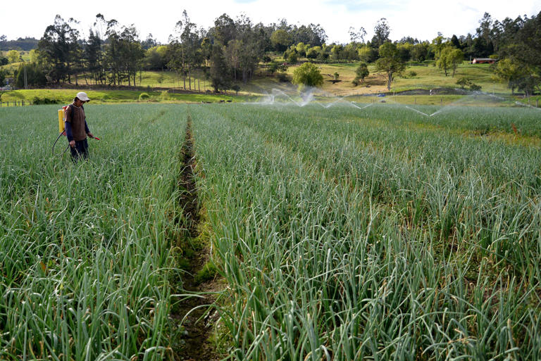 La agricultura tuvo alto crecimiento en noviembre, según el ISE.