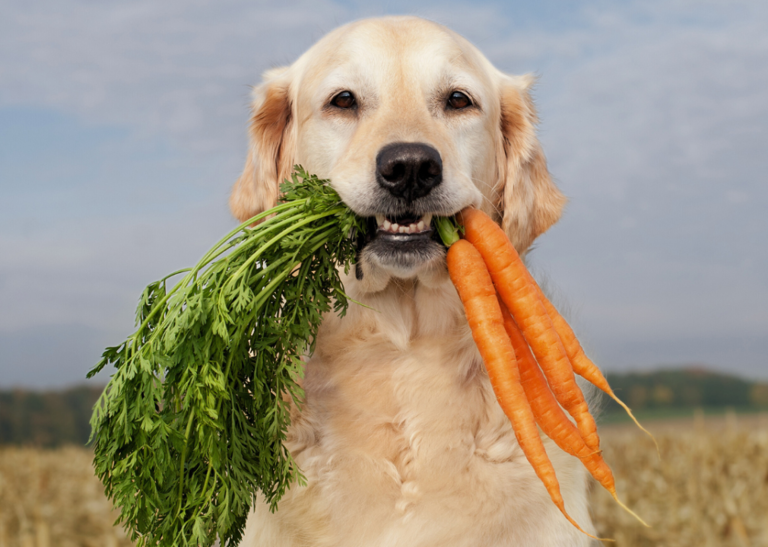 Do you know when kibble was first invented? See the history of dog food ...