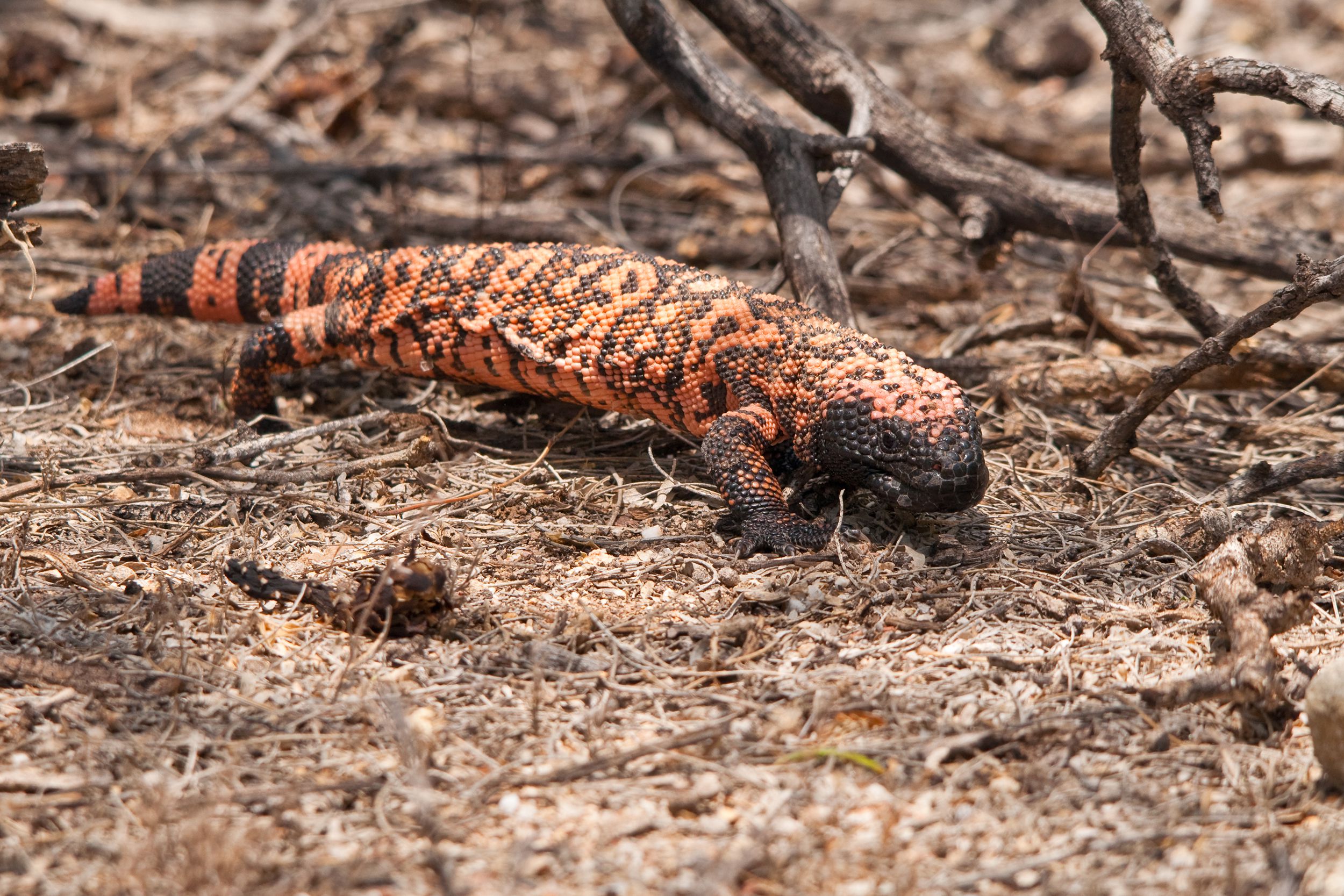 The Coolest Places to See Wild Animals Up Close