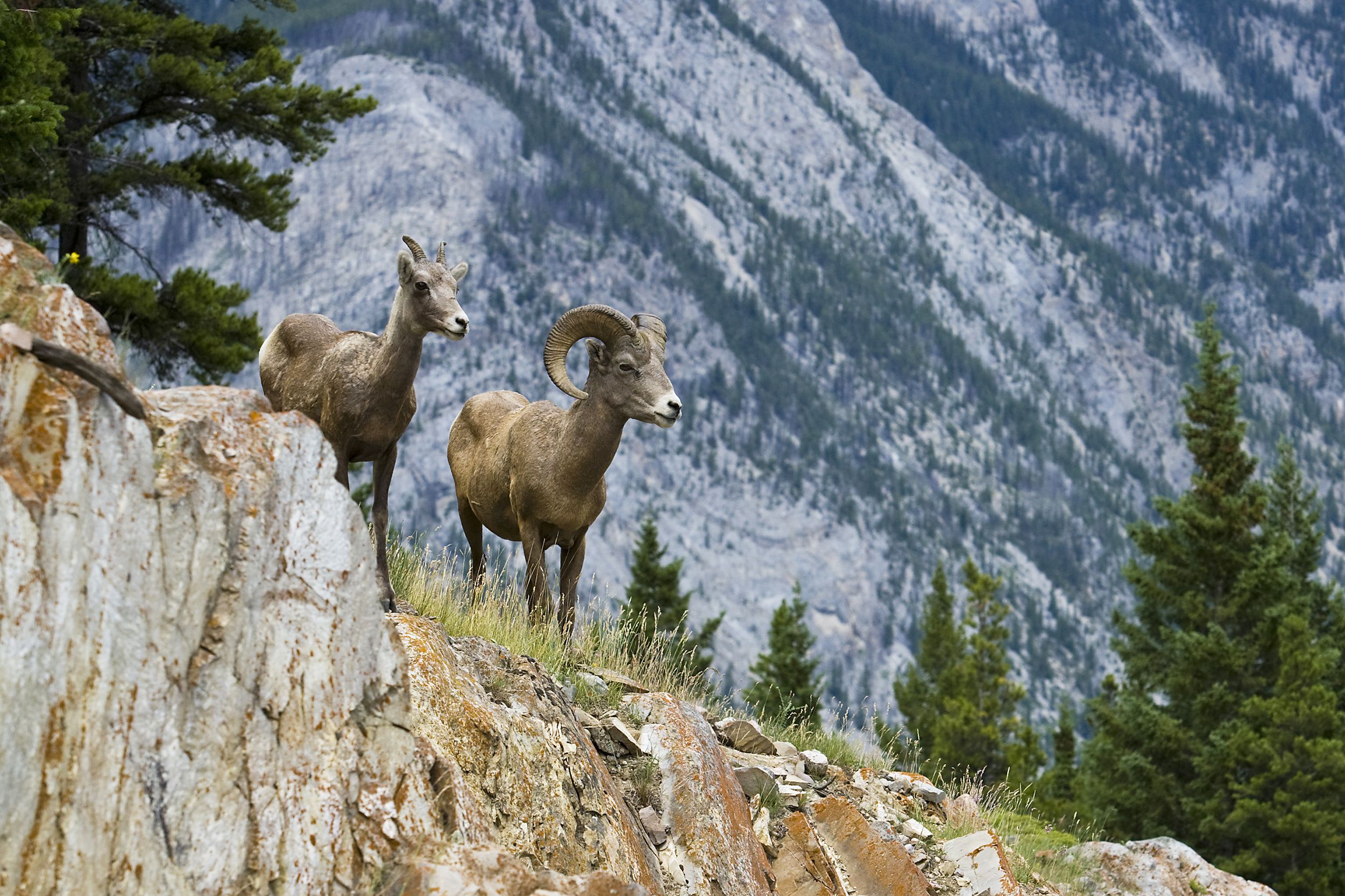 <p>Founded in 1885, Banff is Canada's oldest national park and a World Heritage Site. It's home to bighorn sheep, elk, deer, grizzly and black bears, coyotes, fox, wolves, and more. Like other wild animal-teeming national parks, Banff has <a href="https://www.pc.gc.ca/en/pn-np/ab/banff/activ/observation-wildlifewatching">strict rules</a> about wildlife watching, so make sure you know those before you go, both for your own safety and for the wellbeing of the animals. Banff also offers plenty of opportunity to take a break from animal-spotting with hiking, fishing, cycling, and paddling, <a href="https://www.pc.gc.ca/en/lhn-nhs/ab/caveandbasin">historic caves</a>, <a href="https://www.pc.gc.ca/en/lhn-nhs/ab/banff">museums</a>, and <a href="https://www.hotsprings.ca/banff">hot springs</a>.</p>