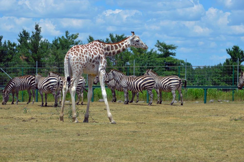 <p>Canada's "Original Safari Adventure" is home to more than 1,000 free-roaming <a href="https://lionsafari.com/animals/">exotic birds and mammals</a>. Animal lovers can drive through its 750 acres, a third of which "provide animals with large areas of bush, grasslands or forest in which they can interact naturally with other animals." ALS also offers safari tours, boat cruises, a scenic railway wildlife-viewing option, and a daily early-morning, game warden-led tour called "Wake Up to the Wild." Families can make it a full-day experience by visiting the water park or playgrounds before or after checking out the dozens of animals. Admission ranges from $24 to $49, depending upon age and time of year.</p>