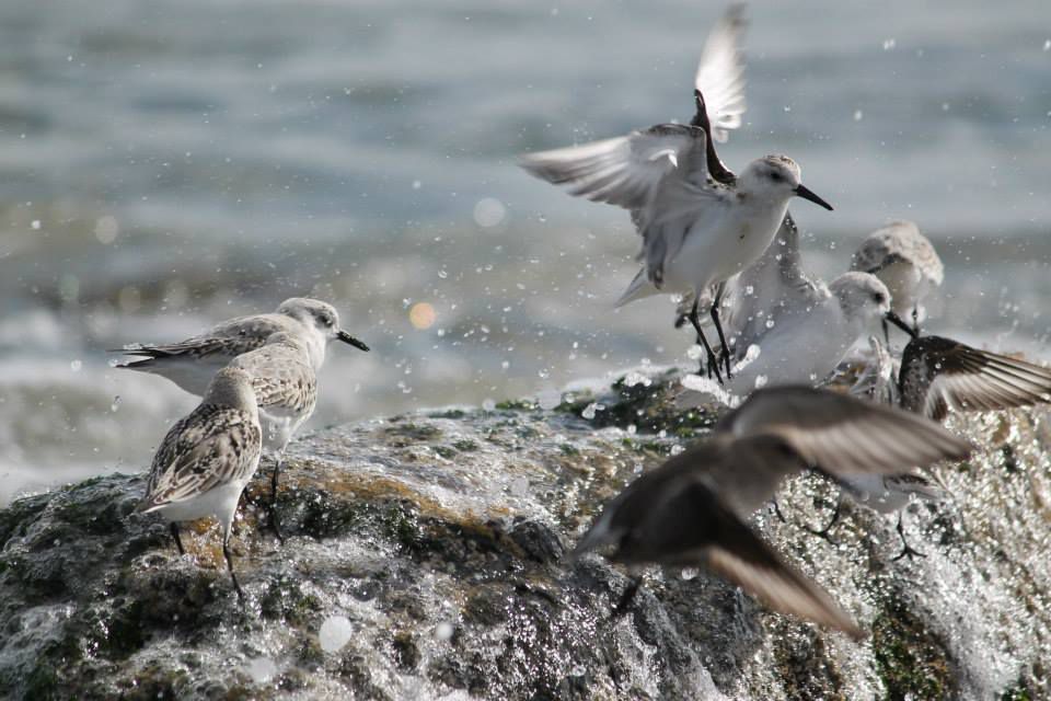 This <a href="https://www.fws.gov/refuge/rachel_carson/">wildlife refuge</a>, one of more than 560 in the U.S., has been recommended as one of the top in the country by both National Geographic and Audubon in the last few years. Established in 1966, it protects salt marshes and estuaries for migratory birds along 50 miles of coastline in two Maine counties, and includes other habitat areas such as coastal meadows, barrier beaches and dunes, and the rocky coast. Visitors can see piping plovers, saltmarsh sparrows, ducks, many types of shorebirds, as well as New England cottontail rabbits.