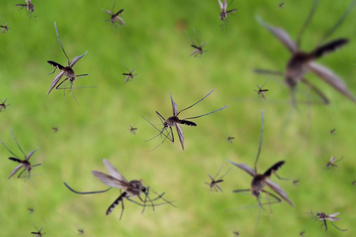 Bali Ceases Releasing 200M Mosquitoes Carrying Dengue-like Bacteria