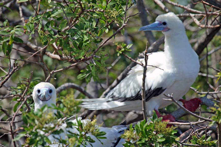 <p>This <a href="https://www.fws.gov/refuge/Kilauea_Point/">wildlife refuge</a> is where a love of both nature and tropical vacation destinations intersect. Opened in 1985, it's a wonderful place to observe seabirds like Laysan albatross, red-footed boobies, and red- and white-tailed tropicbirds. But there are opportunities for non-birders as well, as Kilauea offers chances to see spinner dolphins, humpback whales, Hawaiian monk seals, and green turtles. Once you've had your wildlife fill, you can tour the nearby, 100-year-old <a href="https://www.kauairefuges.org/plan-your-visit">Daniel K. Inouye Kīlauea Point Lighthouse</a>.</p><p><strong>Related:</strong> <a href="https://blog.cheapism.com/best-of-hawaii-on-a-budget-18560/">The Best of Hawaii on a Budget</a></p>