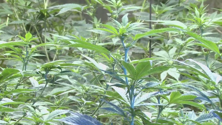 Ohio Senate Committee Passes Revised Marijuana Bill On Eve Of Legalization