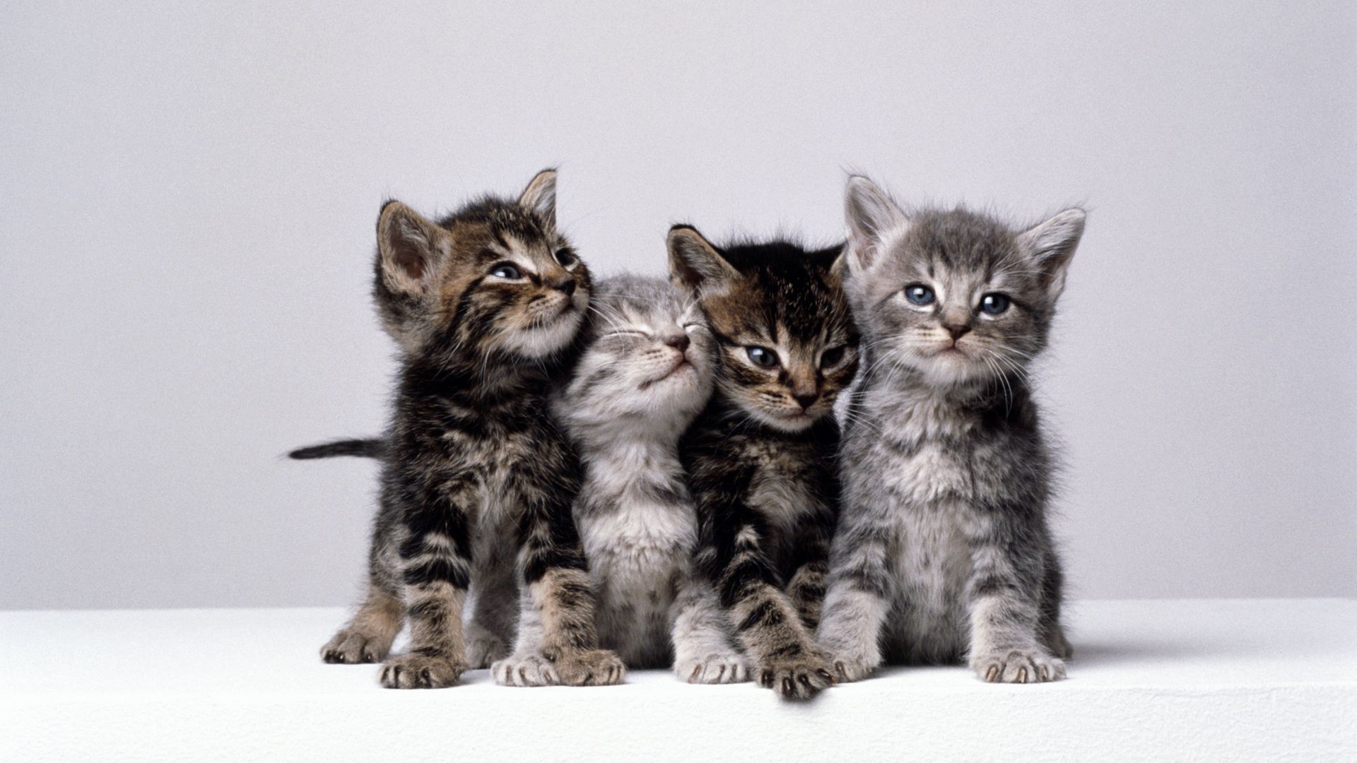 <p>                     Even if you’re “not a cat person”, you’d need a strong will to meet a litter of kittens and not want to take one home. So what stimulates this cute reflex? Studies show that we seek out the tactile sensation of their soft fur, as well as being neurologically wired to want to nurture baby animals.                   </p>