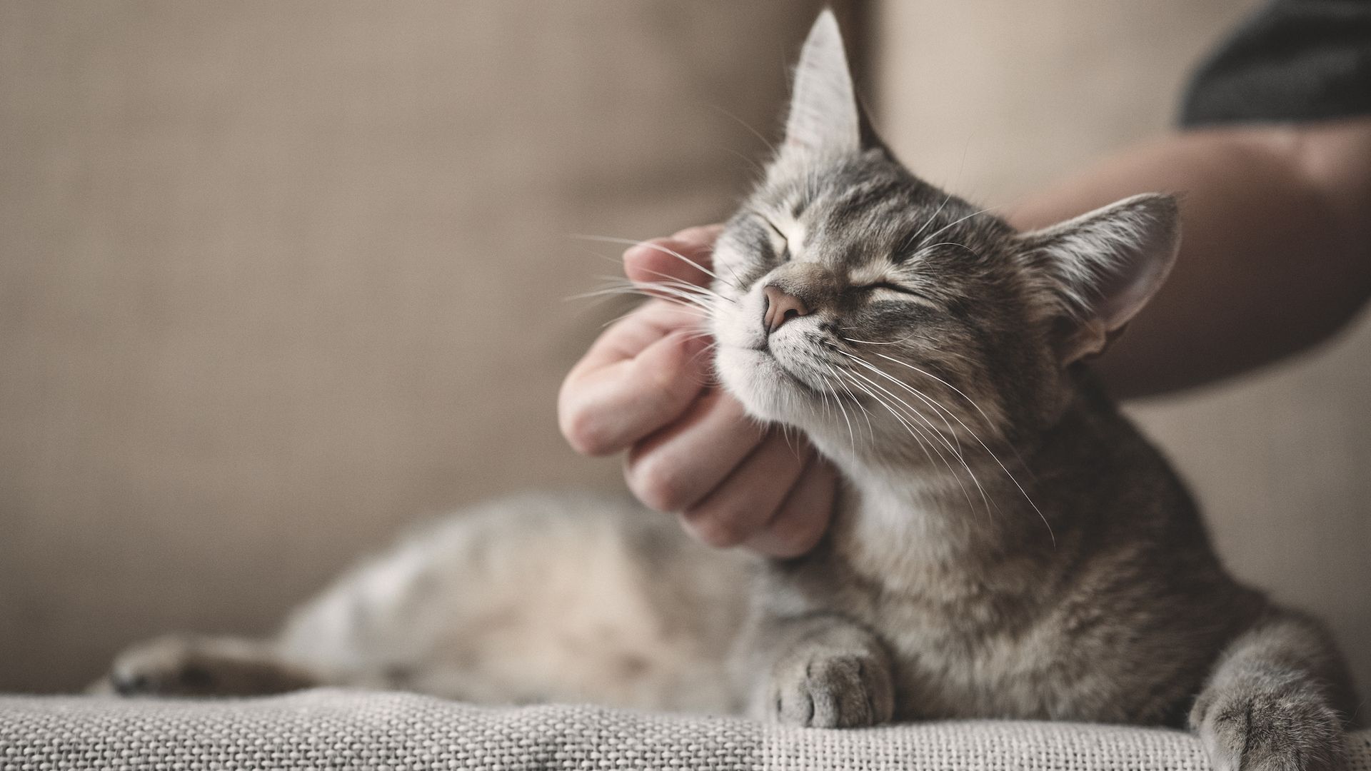 <p>                     Stroking pets makes us release oxytocin, which reduces cortisol and can help us to feel less anxious. And a cat trumps all other pets in this regard, with their abundant furry coats being particularly soothing.                   </p>