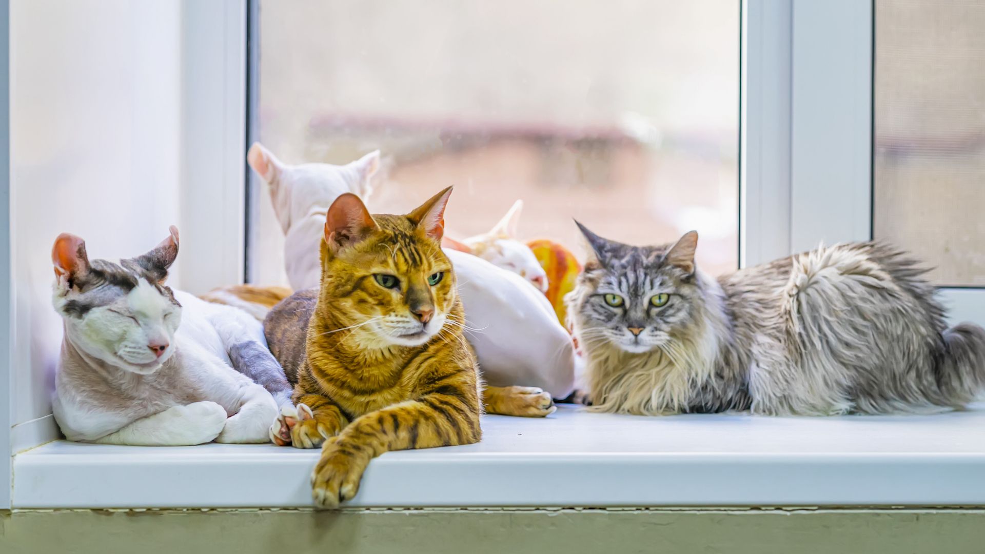 <p>                     From tiny Singapuras to huge Maine Coons, from Hairless Sphynxes to fluffy Persians, the pretty blue-eyed Birmans to the weird and wonderful Elf Cats, there are felines to suit every taste.                     </p>