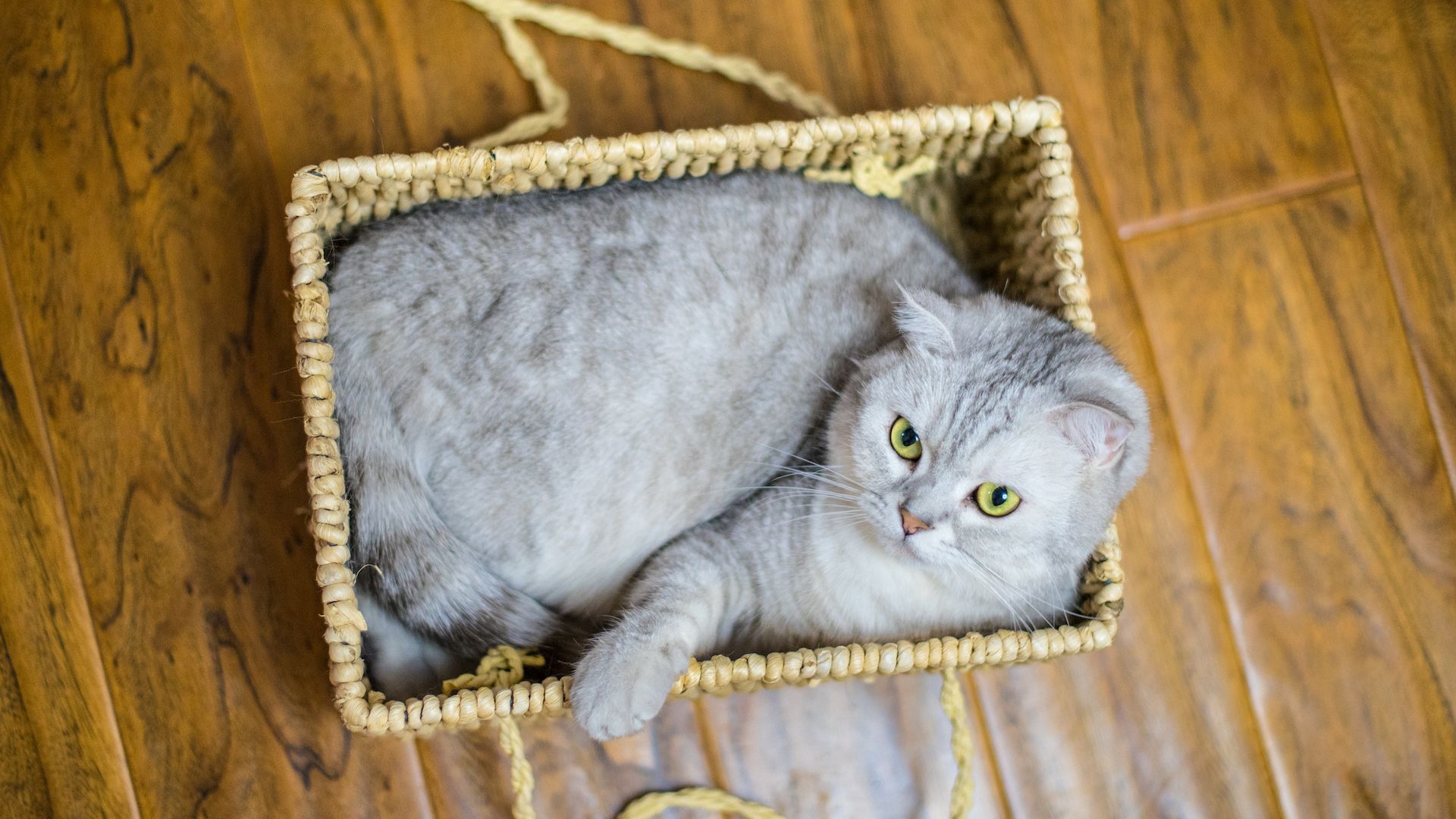<p>                     Cats are neat creatures who don’t take up loads of space. Yes, they love a stretch, but they are very partial to a tiny box, love curling into a tidy ball, and they won’t monopolize the couch.                    </p>