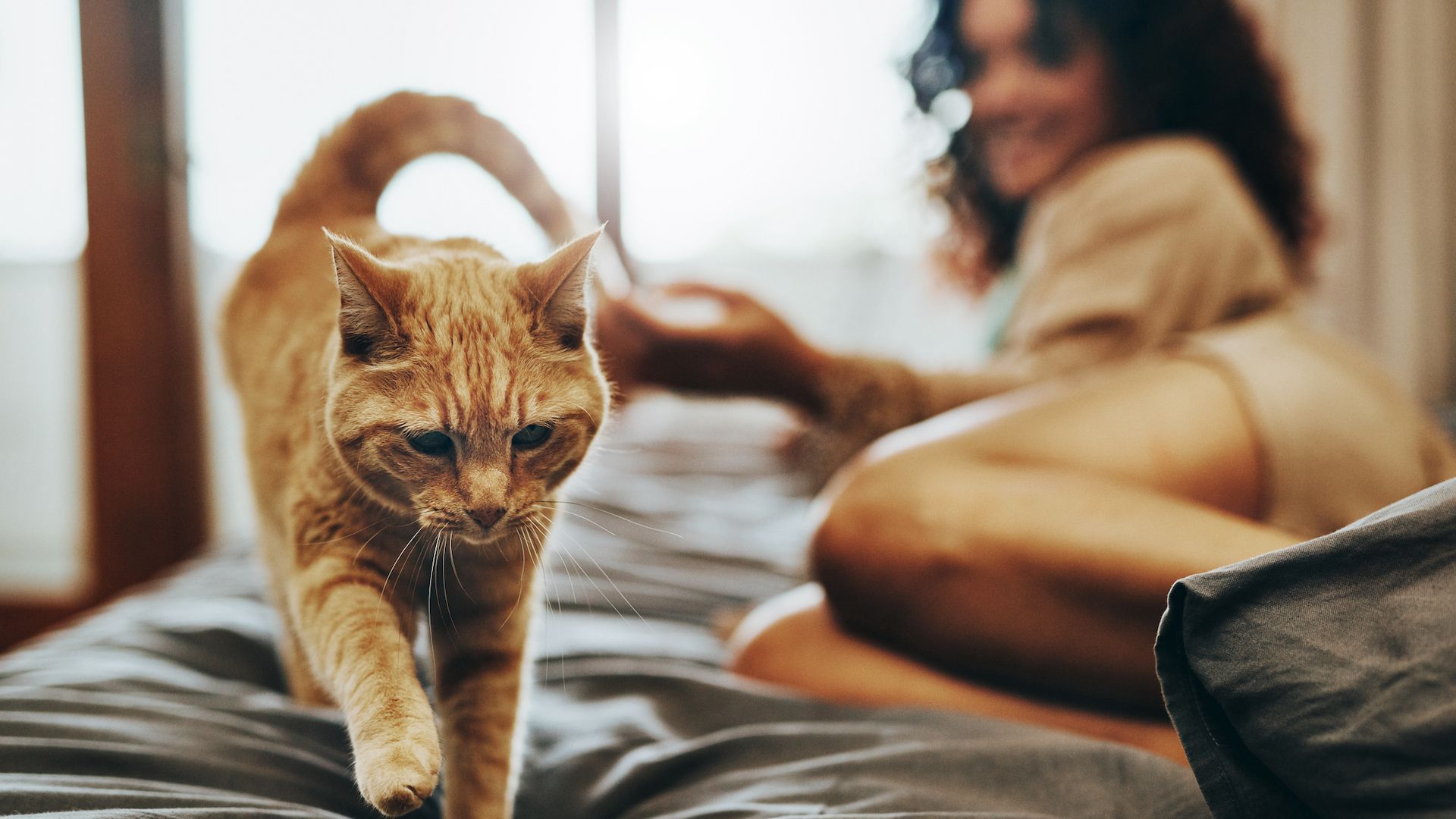 <p>                     Call them aloof, but sometimes a cat’s sense of protecting their personal space is an asset. We can’t always give our pets constant attention, we don’t want to play games all day long – sometimes we just want to get home and chill, with just a gentle purr nearby to soothe us.                   </p>