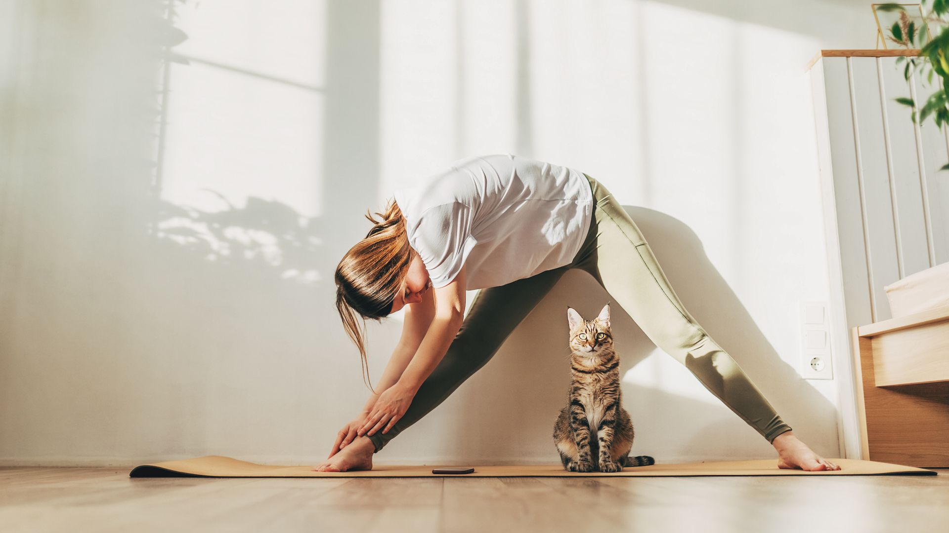 <p>                     Thanks to cats being associated with the reduction of stress and blood pressure, several studies, such as this 2009 paper from the <a href="https://www.ncbi.nlm.nih.gov/pmc/articles/PMC3317329/" rel="nofollow">Journal of Vascular and Interventional Neurology</a>, have shown that they are also connected to a significantly reduced risk of cardiovascular disease.                   </p>