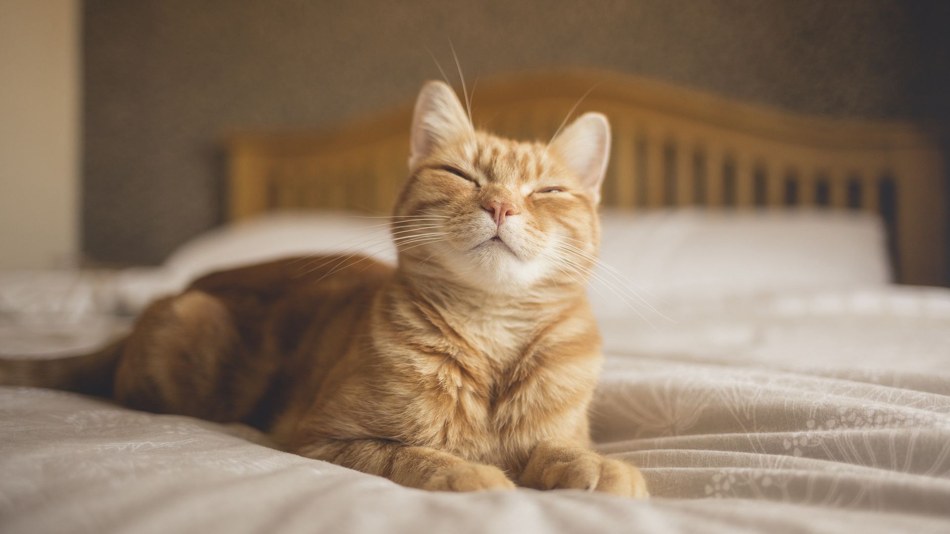 <p>                     Cats may look like they sleep all day, but they’re actually constantly on the prowl for prey, even when they’re napping. They are able to tap into both their auditory and olfactory senses while asleep, making them ready to pounce on any unsuspecting victim.                    </p>