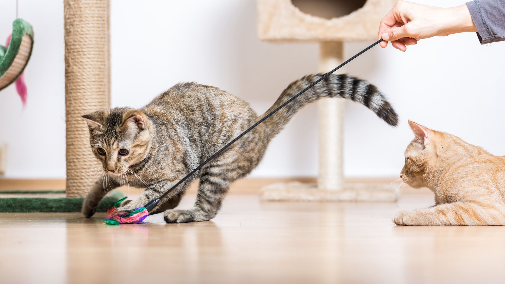 <p>                     Cats might not be as needy as some other pets, but they do love to play. Find your inner child by blowing bubbles, playing hide-and-seek or setting up an edible treasure hunt.                   </p>