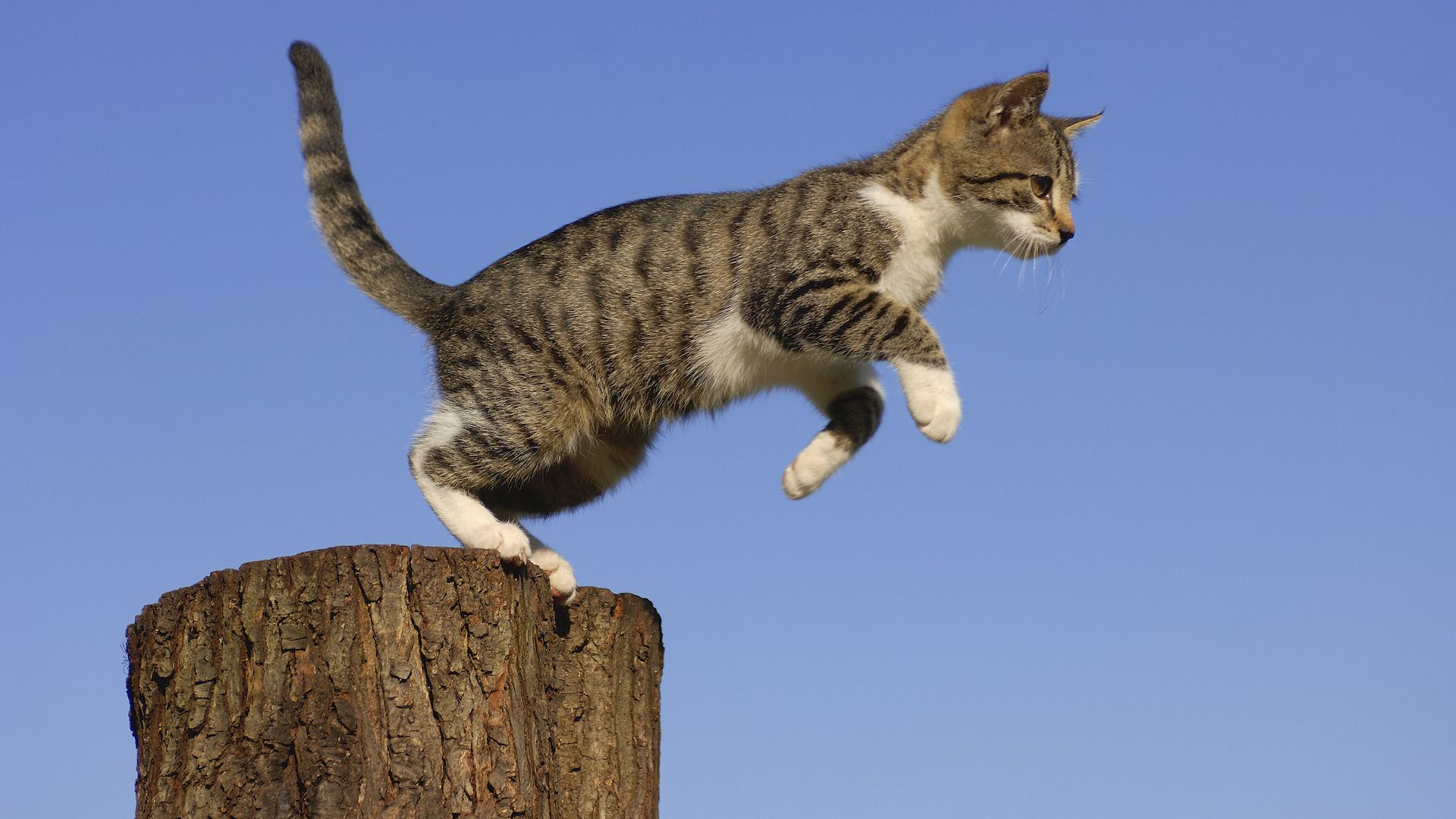 <p>                     Enjoy the sight of a cat walking along a railing, running up a tree, weaving in and out of traffic, jumping off walls, pouncing on unsuspecting victims, this is an animal that knows how to get its thrills and is pretty confident of its abilities. The stuntman of the animal kingdom.                   </p>
