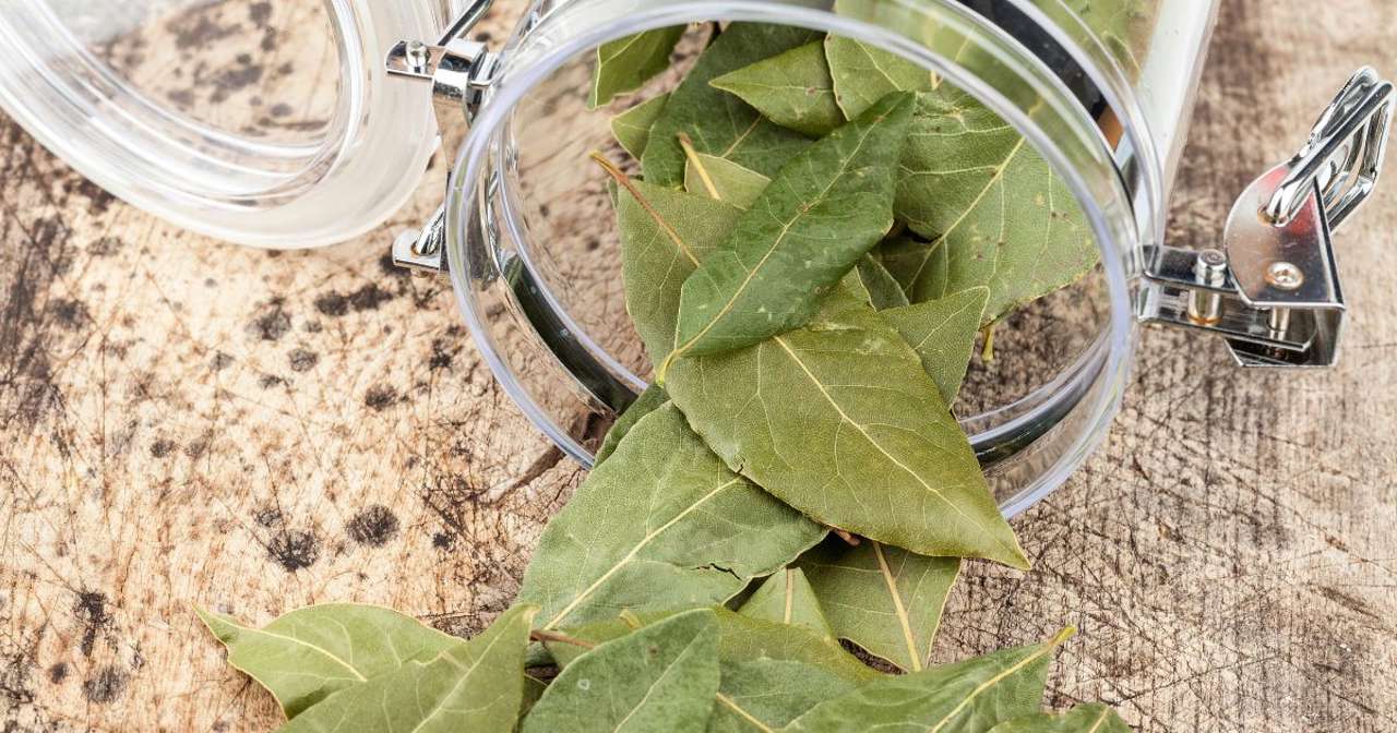 D Nde Colocar Las Hojas De Laurel Para Atraer La Buena Suerte Y El Dinero Lugares Seg N El