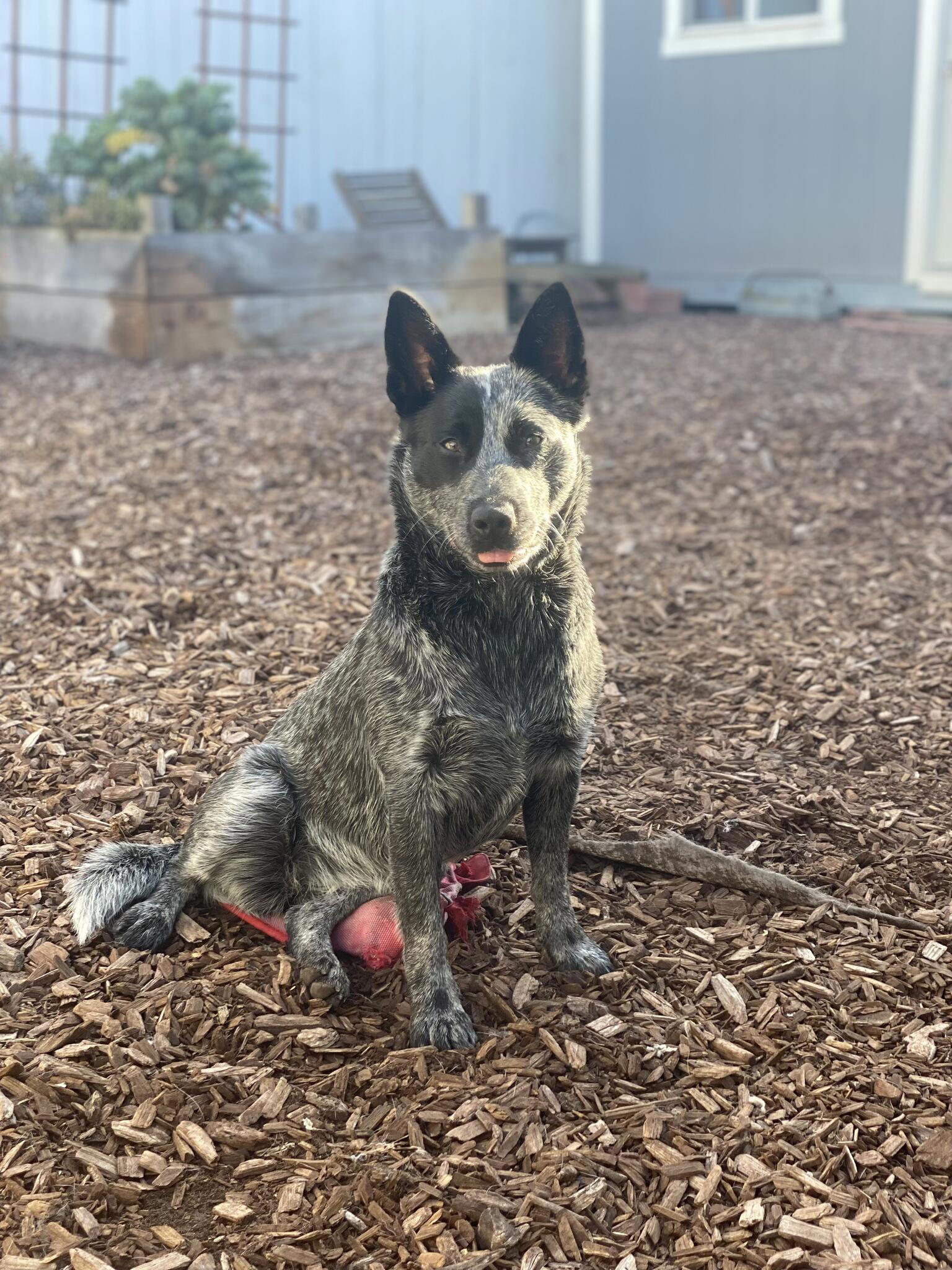 LOST CATTLE DOG: 