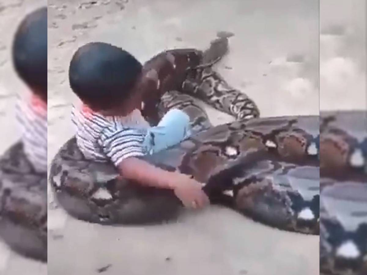 video: ¡parece su mascota! niño juega con serpiente pitón en indonesia