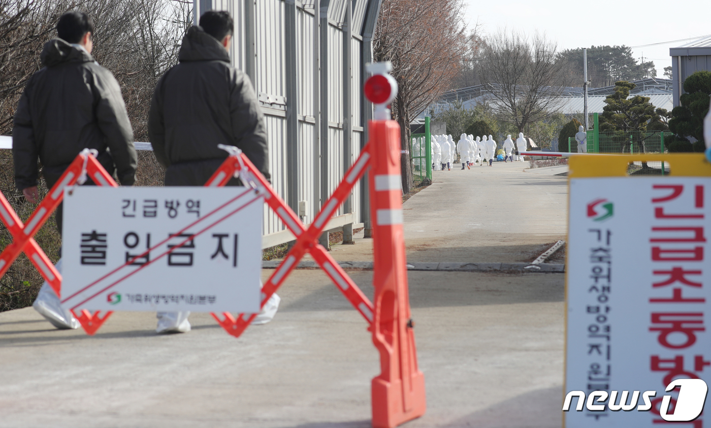 전남 무안서 30번째 고병원성 ai 발생…1만여마리 사육