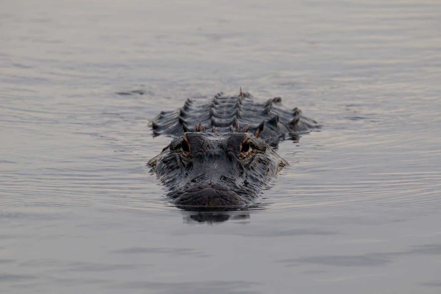 The Most Dangerous AlligatorInfested Lakes in Texas