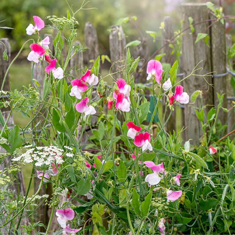 How To Care For Sweetpeas - Fill Your Summer Garden With These Stunning 